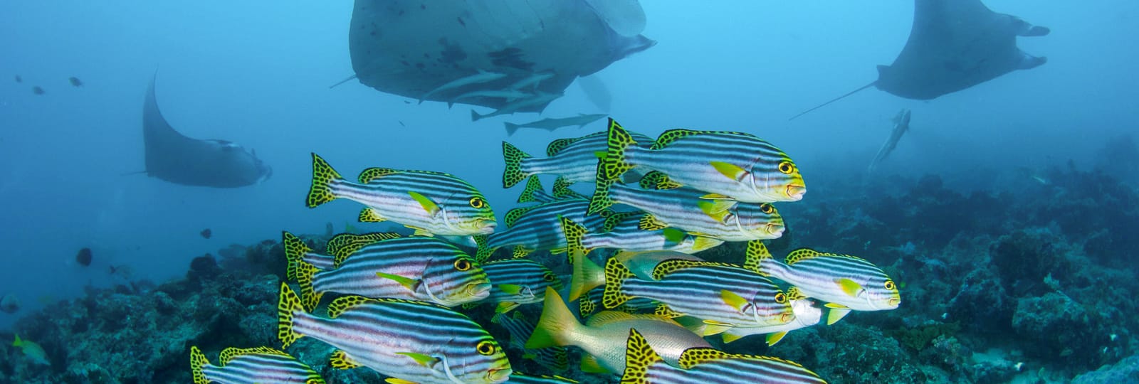 Adora – Maldives Boat club