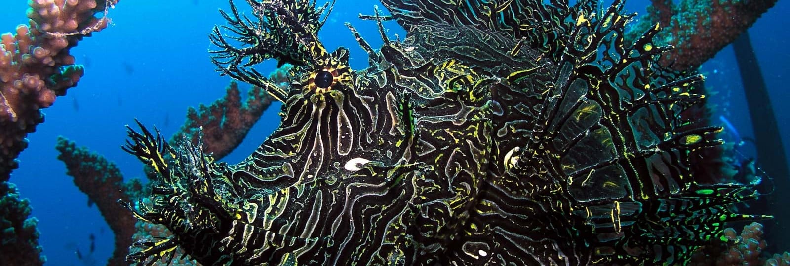 Oceania