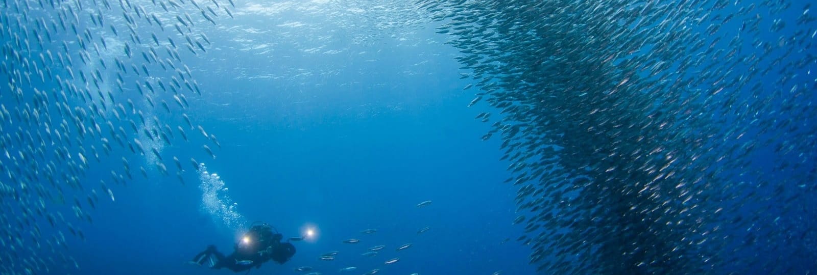 Philippine Siren