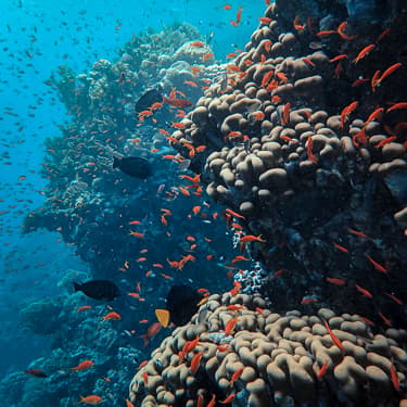 Drift over colourful coral gardens, The Gulf of Tadjoura Image