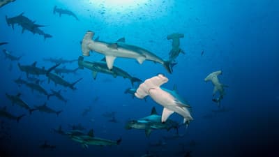 Scuba diving in the Hammerhead Triangle