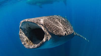 Isla Mujeres – Mexico’s whale shark and sailfish hotspot