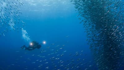 Why Moalboal might just be the perfect Philippines dive destination
