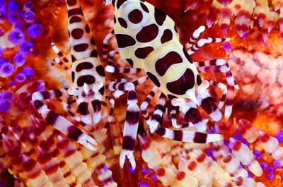 Best muck diving destinations in Southeast Asia and Papua New Guinea