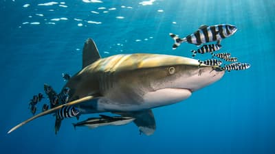 Common types of sharks in the Red Sea - a guide for scuba divers