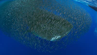 Whale sharks follow warming waters to Azores