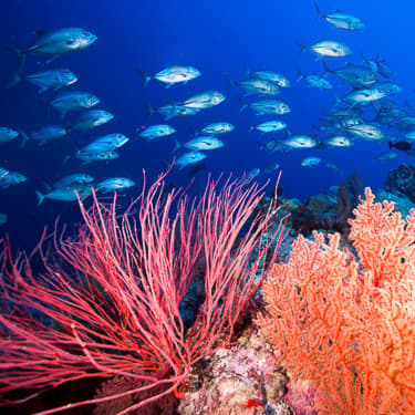 Embark on an epic liveaboard expedition Image