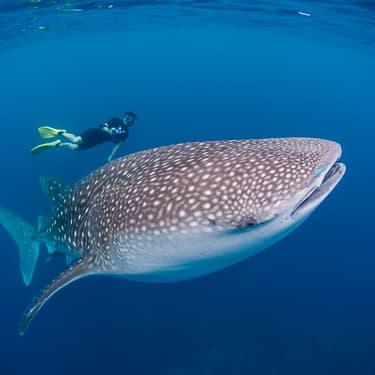 Whale shark aggregations, Placencia Image