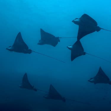 Watch squadrons of rays gliding in formation Image