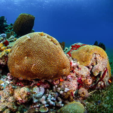 Discover some of the healthiest reefs in the Caribbean Image