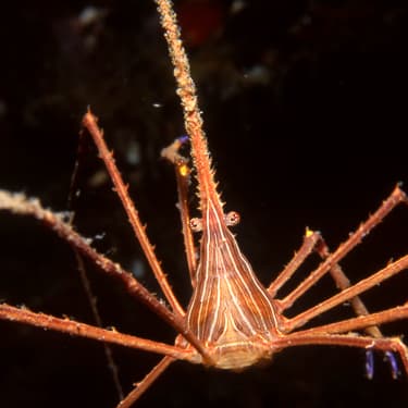 Explore some of the Caribbean’s best macro Image