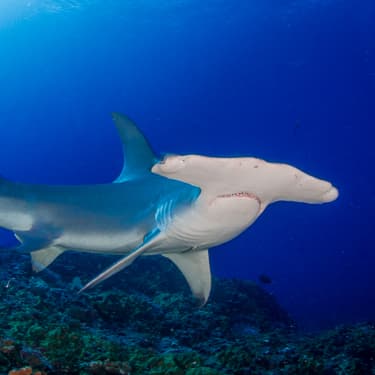 Encounter great hammerheads in Tiputa Pass Image