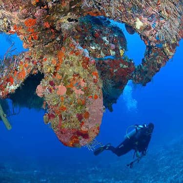 Dive Honduras’ most photogenic wreck Image