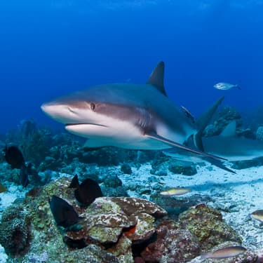 Come face-to-face with Caribbean reef sharks Image