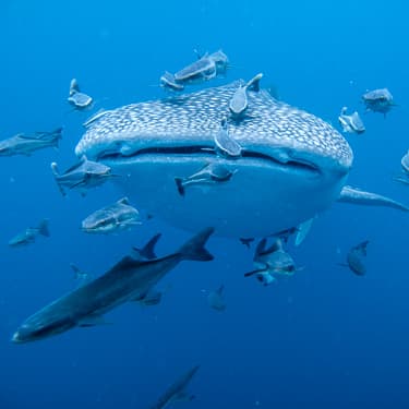 Discover the whale shark capital of the Caribbean Image