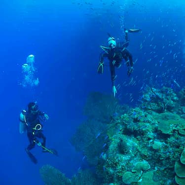 Peer into the depths on the aptly named dive site, Vertigo Image
