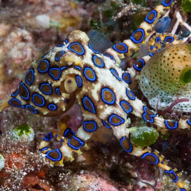 Muck dive at Mabul and Kapalai Image