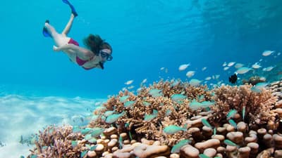 Diving the Maldives on a budget