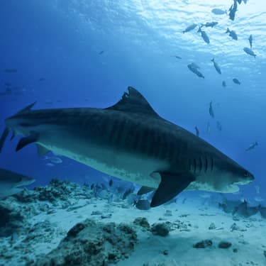 Guaranteed tiger shark encounters in Fuvahmulah Image