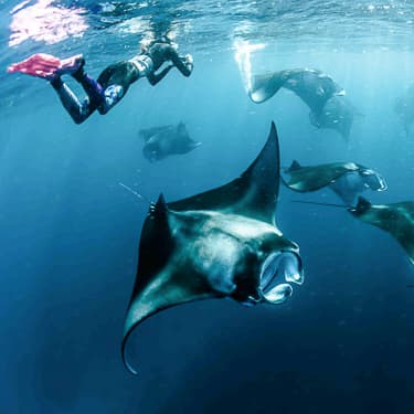 Manta ray congregations in Hanifaru Bay Image