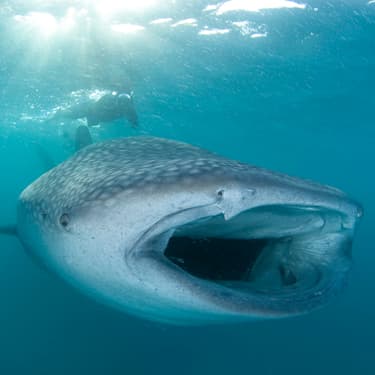 Year-round whale sharks in South Ari Image