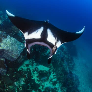 Dive Black Rock Image