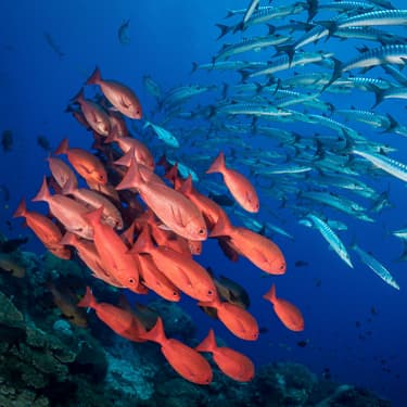 Seamounts surrounded by schooling fish and sharks  Image