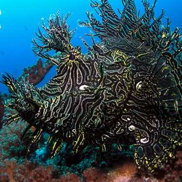Search for macro at the world’s original muck sites Image