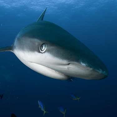 See sharks during baited dives at the Fathers Reefs Image