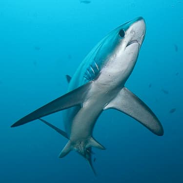 Dive with thresher sharks at Malapascua Image