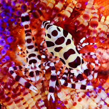 Go muck diving and more in Dumaguete Image