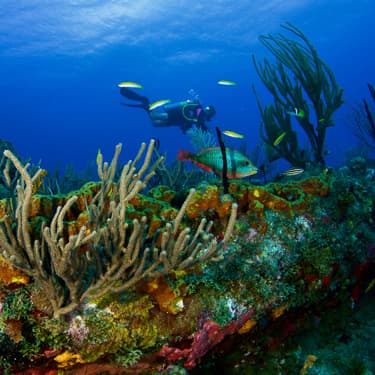 Dive picturesque pinnacles in protected waters Image