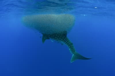 Sharks, whales and rays - diving and snorkeling in the Azores