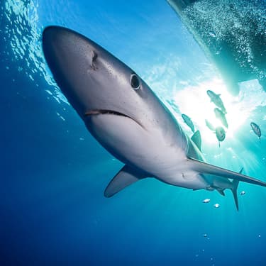 Dive and snorkel with sharks Image