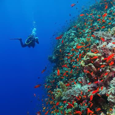 Discover Saudi Arabia’s phenomenal Farasan Banks Image