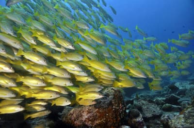 Where is the best scuba diving in Mahe, Seychelles?