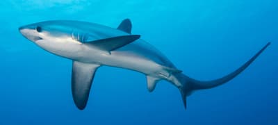 Thresher sharks of Malapascua - a scuba divers guide