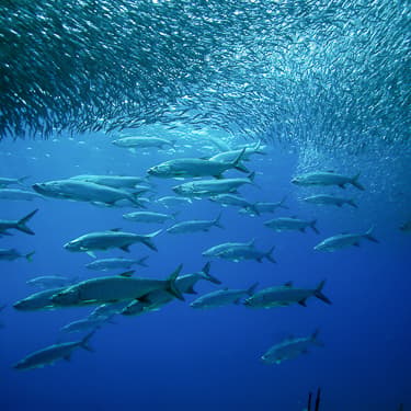 Venture to the remote Horseshoe Reef Image