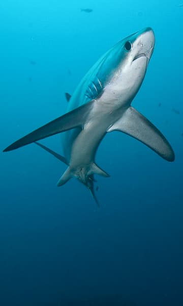 Malapascua