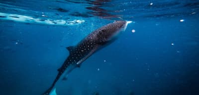 Where to dive with whale sharks in Southeast Asia and the Maldives