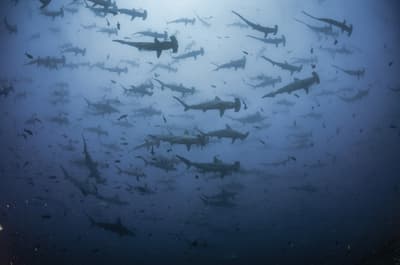 Free guide to diving in the East Pacific Islands