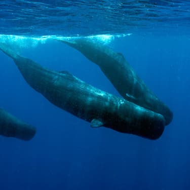 Swim alongside sperm whales Image