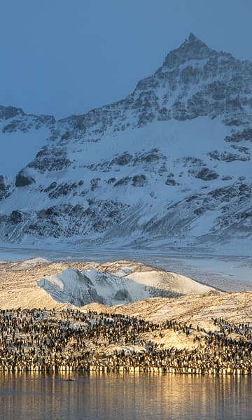 https://www.zubludiving.com/images/Antarctic/South-Georgia-and-South-Sandwich/South-Georgia-Antarctic-portrait.jpg