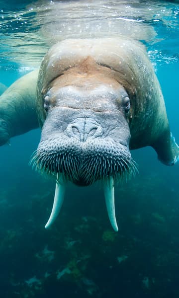 https://www.zubludiving.com/images/Arctic/Svalbard-Jan-Mayen-Island/Sv-albard-Jan-Mayen-Island-portrait.jpg