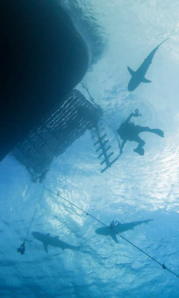 https://www.zubludiving.com/images/Bahamas/Grand-Bahama-and-Abaco-Islands/Grand-Bahama-Abaco-Islands-Diving-portrait.jpg