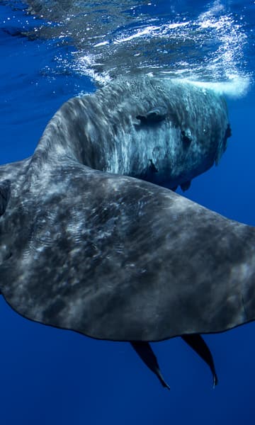 https://www.zubludiving.com/images/Dominica/Dominica-scuba-diving-portrait.jpg