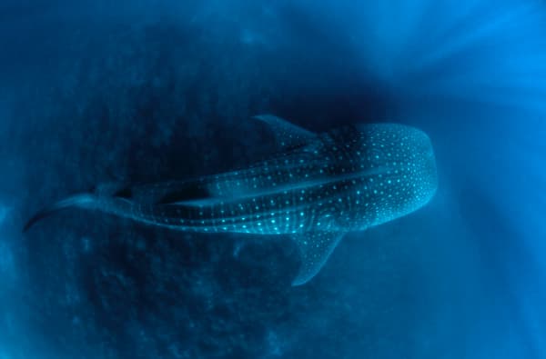 galapagos-shark-diving