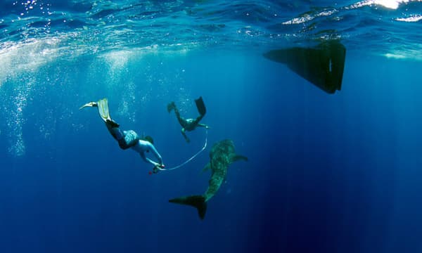 maldives-whale-shark-research-programme