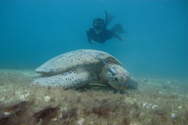 perhentian-turtle-project