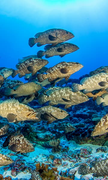 https://www.zubludiving.com/images/French-Polynesia/Fakarava/Fakarava-French-Polynesia-scuba-diving-portrait.jpg